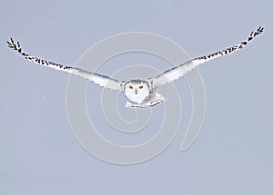 A Snowy owl isolated against a blue background hunting over an open snowy field in Canada