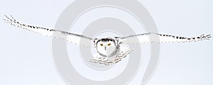 A Snowy owl isolated against a blue background hunting over an open snowy field in Canada