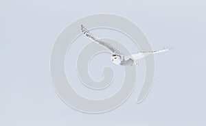 A Snowy owl isolated against a blue background hunting over an open snowy field in Canada