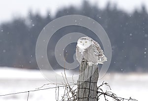 A Snowy owl isolated against a blue background perched on a post hunting over an open snowy field in