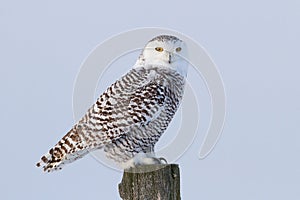 A snowy owl isolated against a blue background perched on a post hunting over an open snowy field in