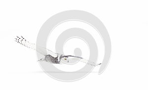 A Snowy owl isolated against a white background coming in for the kill on a snow covered field in Canada