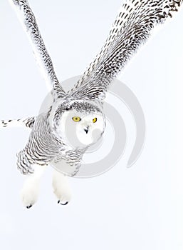 A Snowy owl isolated against a white background coming in for the kill on a snow covered field in Canada