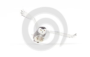 A Snowy owl isolated against a white background coming in for the kill on a snow covered field in Canada