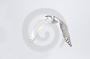 A Snowy owl isolated against a white background hunting over an open snowy field in Canada