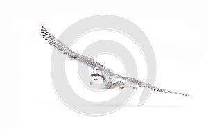 A Snowy owl isolated against a white background hunting over an open snowy field in Canada