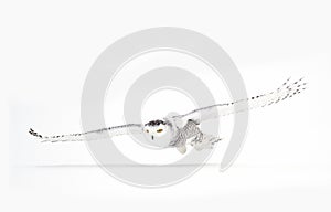 A Snowy owl isolated against a white background hunting over an open snowy field in Canada