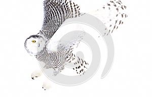 Snowy owl isolated against a white background hunting over an open snowy field in Canada