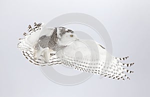 A Snowy owl isolated against a white background hunting over an open snowy field in Canada