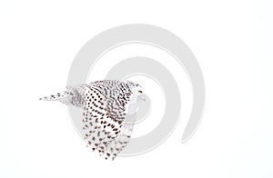 A Snowy owl isolated against a white background hunting over an open snowy field in Canada