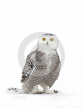 A Snowy owl isolated against a white background hunts on a snow covered field in Canada