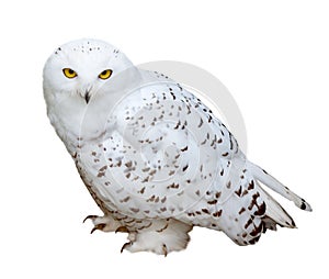 Snowy Owl, isolated over white b