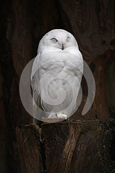 Snowy owl