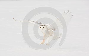 Snowy Owl landing in feild