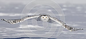 A Snowy owl lifting off to hunt over a snow covered field in Ottawa, Canada