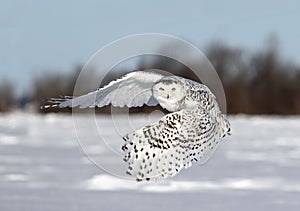 A Snowy owl lifting off to hunt over a snow covered field in Ottawa, Canada