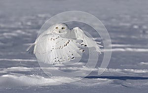 A Snowy owl male lifting off to hunt over a snow covered field in Ottawa, Canada