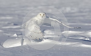 A Snowy owl male lifting off to hunt over a snow covered field in Ottawa, Canada