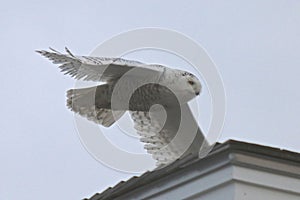 Snowy Owl