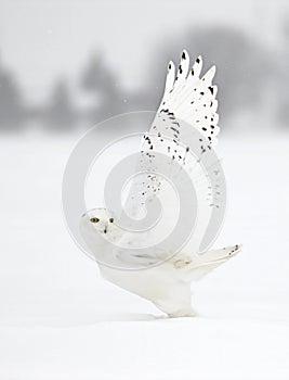 A Snowy owl male taking off in flight hunting over a snow covered field in Canada