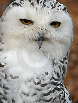 Snowy owl (Nyctea scandiaca)