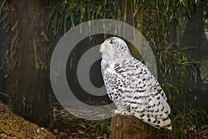 Snowy Owl - Nyctea Scandiaca