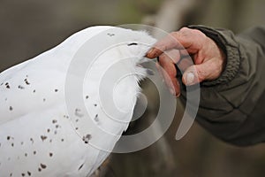 Snowy owl (Nyctea scandiaca)