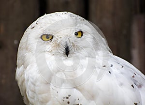 Snowy owl (Nyctea scandiaca)