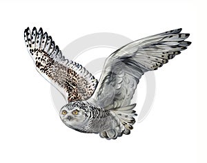 The snowy owl Nyctea scandiaca, Bubo scandiacus photo