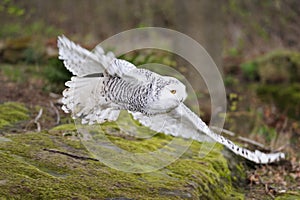 Snowy owl (Nyctea scandiaca) flying