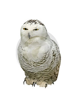 Snowy owl Nyctea scandiaca isolated on a white
