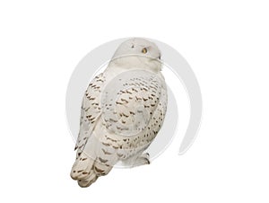 Snowy owl Nyctea scandiaca isolated on a white