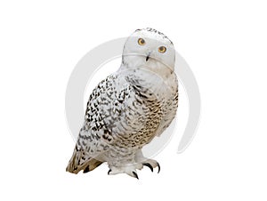 snowy owl (Nyctea scandiaca) isolated on a white