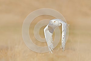 Snowy owl, Nyctea scandiaca, rare bird flying above grass, forest meadow in the background. Winter action scene with open wings,