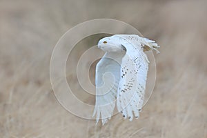 Snowy owl, Nyctea scandiaca, rare bird flying on the sky, forest meadow in the bacjground. winter action scene with open wings,