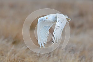 Snowy owl, Nyctea scandiaca, rare bird flying on the sky, forest meadow in the bacjground. winter action scene with open wings,