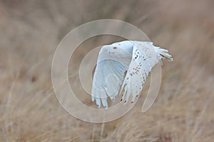 Snowy owl, Nyctea scandiaca, rare bird flying on the sky, forest meadow in the bacjground. winter action scene with open wings,