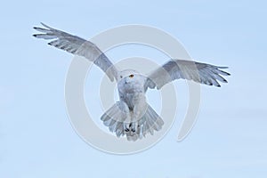 Snowy owl, Nyctea scandiaca, rare bird flying on the sky, winter action scene with open wings, Greenland photo