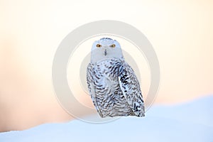 Snowy owl, Nyctea scandiaca, rare bird sitting on the snow, winter scene with snowflakes in wind, early morning scene, before