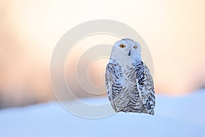 Snowy owl, Nyctea scandiaca, rare bird sitting on the snow, winter scene with snowflakes in wind, early morning scene, before