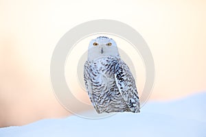 Snowy owl, Nyctea scandiaca, rare bird sitting on the snow, winter scene with snowflakes in wind, early morning scene, before photo