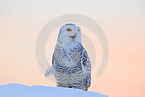 Snowy owl, Nyctea scandiaca, rare bird sitting on the snow, winter scene with snowflakes in wind, early morning scene, before photo