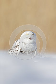 Snowy owl, Nyctea scandiaca, rare bird sitting on snow, winter with snowflakes in wild Manitoba, Canada. Cold season with white ow photo