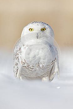 Snowy owl, Nyctea scandiaca, rare bird sitting on snow, winter with snowflakes in wild Manitoba, Canada. Cold season with white ow photo