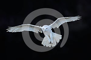 Snowy owl, Nyctea scandiaca, white rare bird flying in the dark forest, winter action scene with open wings, Canada