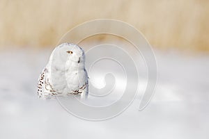 Snowy owl, Nyctea scandiaca, white rare bird with yellow eyes sitting on the snow during cold winter, with open bill, Finland. Win