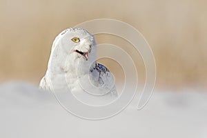 Snowy owl, Nyctea scandiaca, white rare bird with yellow eyes sitting on the snow during cold winter, with open bill, Manitoba, Ca photo