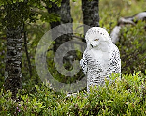 Snowy Owl with part of her wing missing