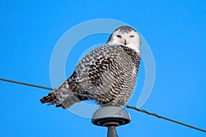 Snowy Owl perched