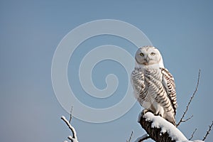 A snowy owl perched on a bare tree
